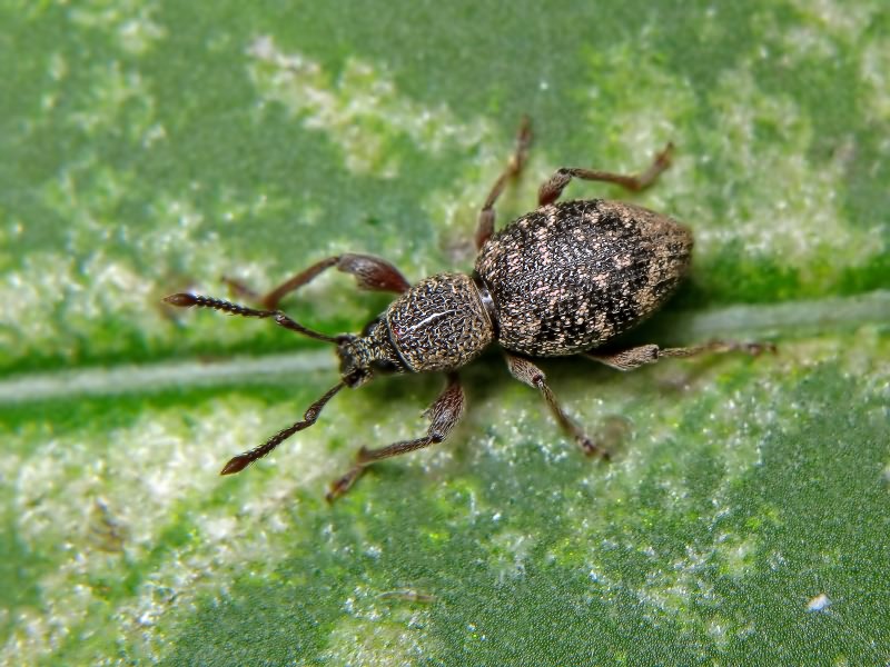 Otiorhynchus fullo (Schrank, 1781)